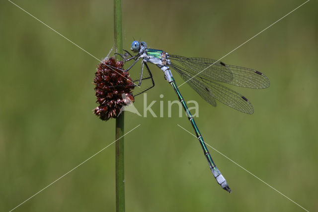 Tangpantserjuffer (Lestes dryas)