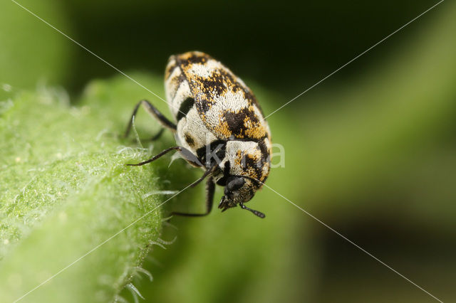 varied carpet beetle (Anthrenus verbasci)