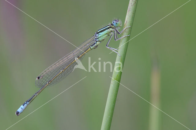 Scarce Blue-tailed Damselfly (Ischnura pumilio)