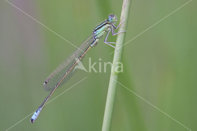 Scarce Blue-tailed Damselfly (Ischnura pumilio)