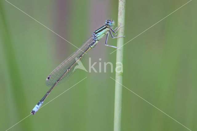 Scarce Blue-tailed Damselfly (Ischnura pumilio)