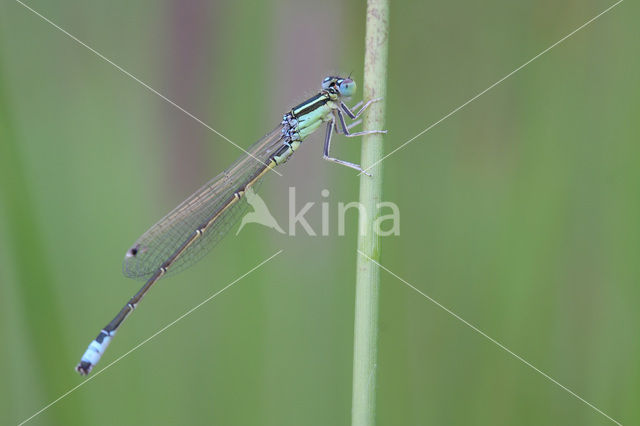 Scarce Blue-tailed Damselfly (Ischnura pumilio)