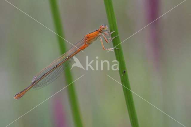 Scarce Blue-tailed Damselfly (Ischnura pumilio)