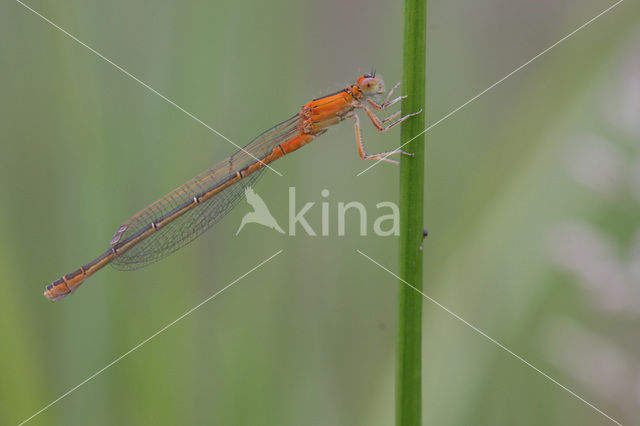 Scarce Blue-tailed Damselfly (Ischnura pumilio)