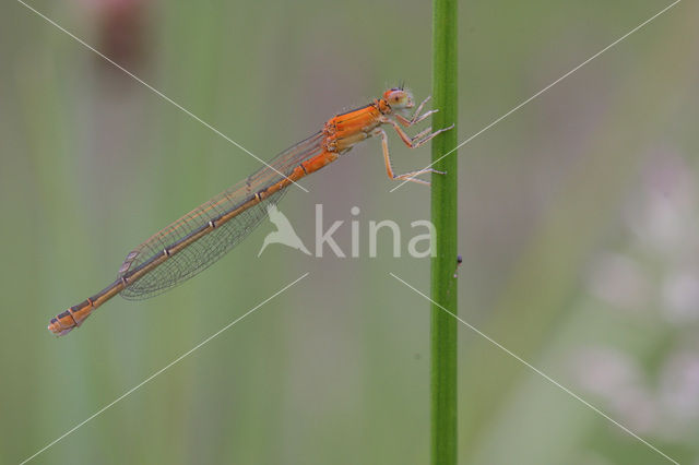 Scarce Blue-tailed Damselfly (Ischnura pumilio)