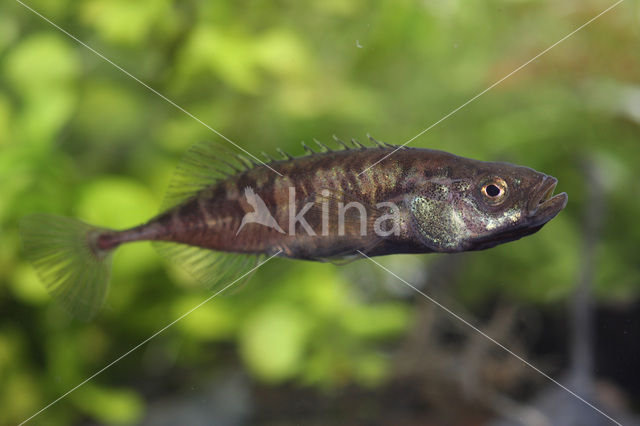 Tiendoornige stekelbaars (Pungitius pungitius)