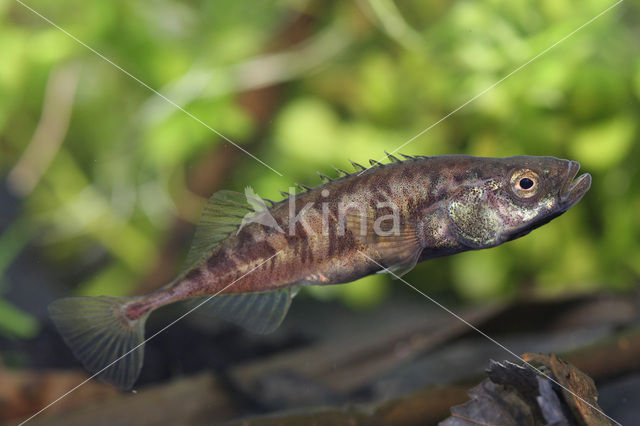 Tiendoornige stekelbaars (Pungitius pungitius)