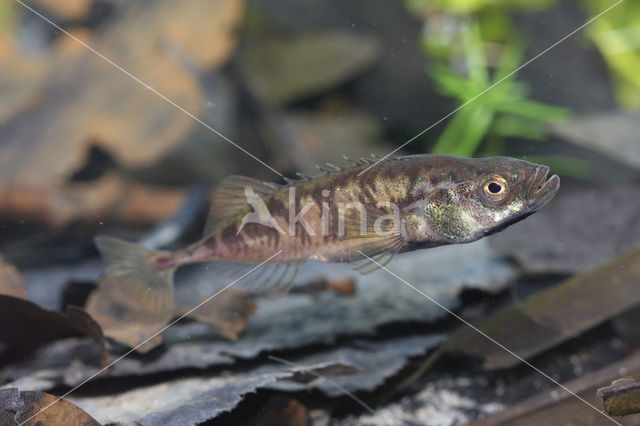 Tiendoornige stekelbaars (Pungitius pungitius)