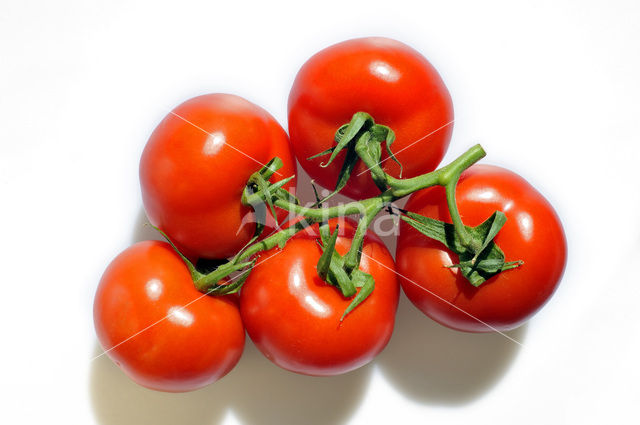 Tomato (Solanum lycopersicum)