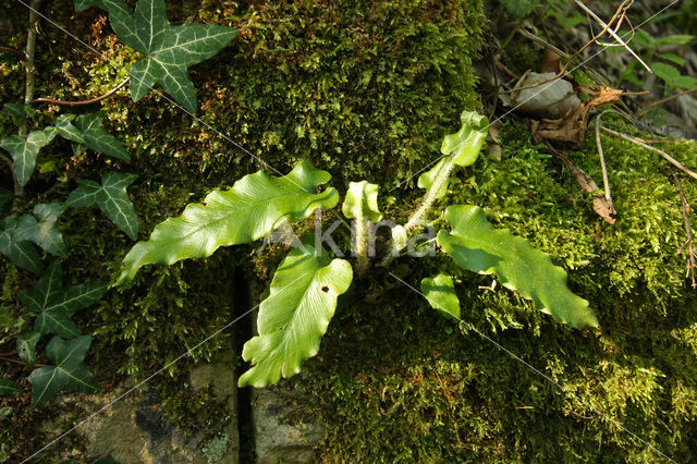 Hartstonque (Asplenium scolopendrium)