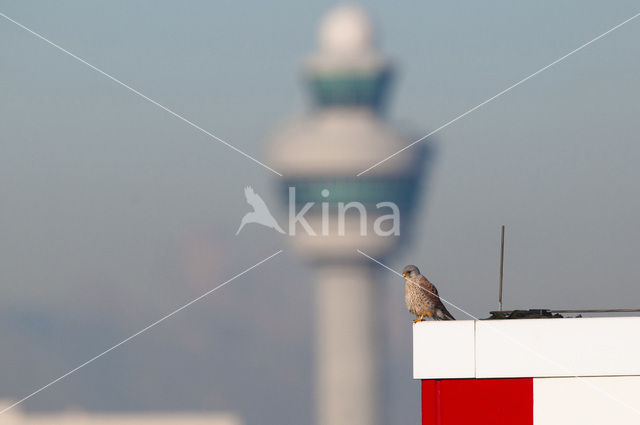 Common Kestrel (Falco tinnunculus)