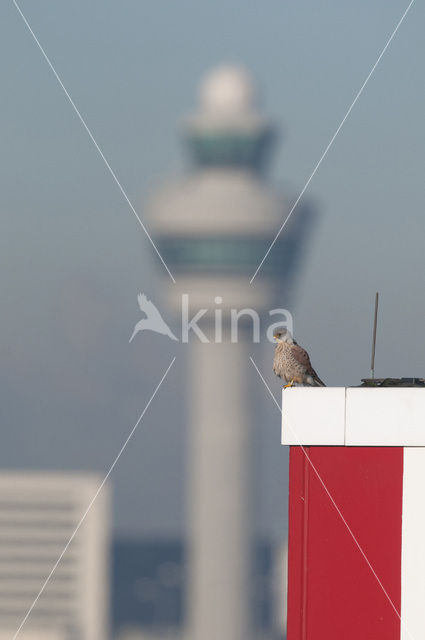 Torenvalk (Falco tinnunculus)