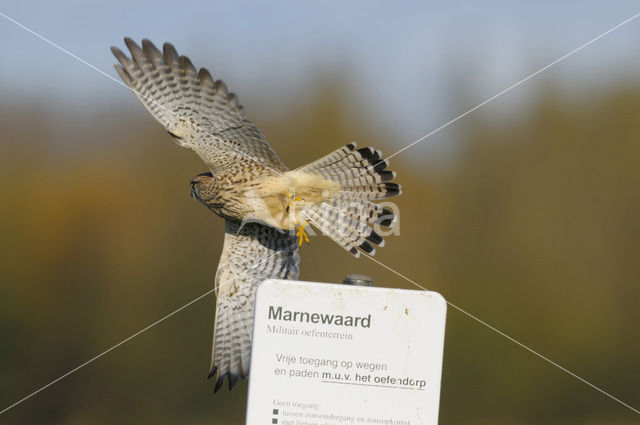 Common Kestrel (Falco tinnunculus)