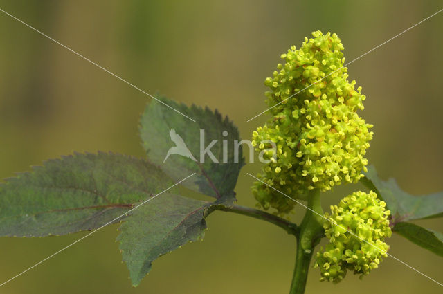 Trosvlier (Sambucus racemosa)