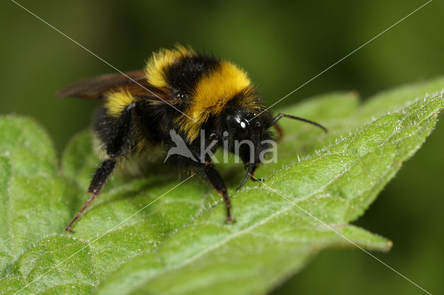 Small garden bumblebee (Bombus hortorum)