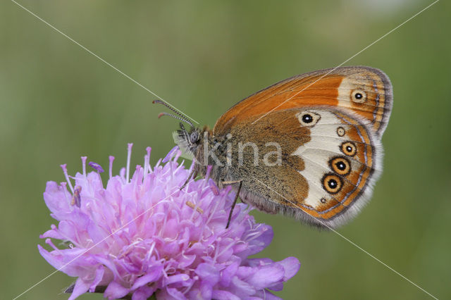 Pearly Heath (Coenonympha arcania)