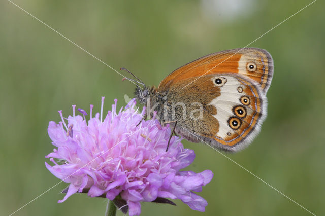 Tweekleurig hooibeestje (Coenonympha arcania)