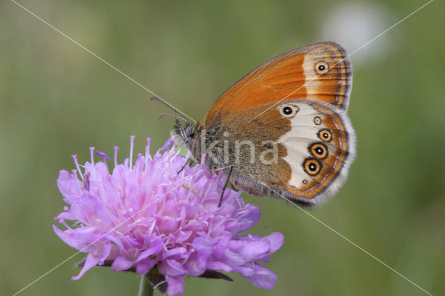 Pearly Heath (Coenonympha arcania)