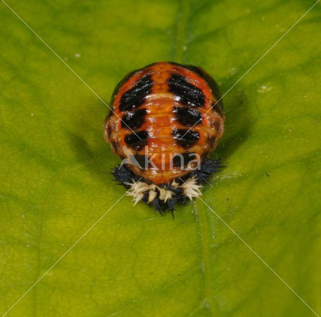 2 spot Ladybird