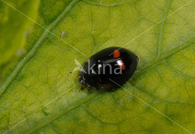 2 spot Ladybird