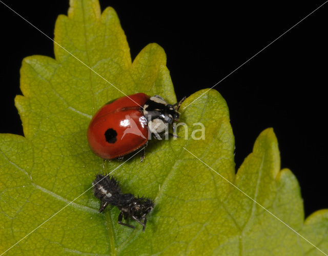 Tweestippelig lieveheersbeestje (Adalia bipunctata)