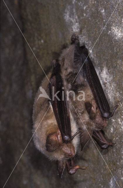 Vale vleermuis (Myotis myotis)