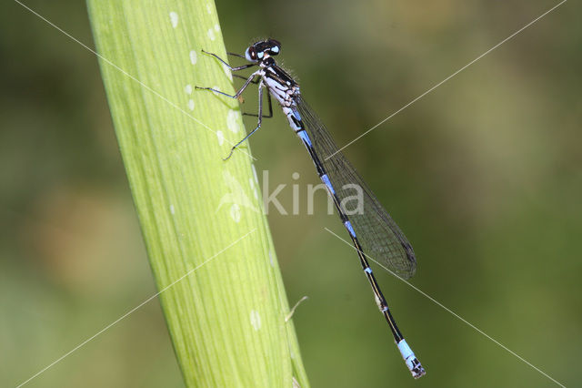 Variable Damselfly (Coenagrion pulchellum)