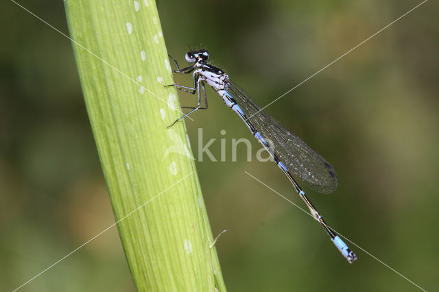 Variable Damselfly (Coenagrion pulchellum)