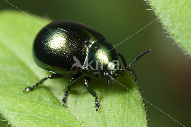 Chrysolina varians