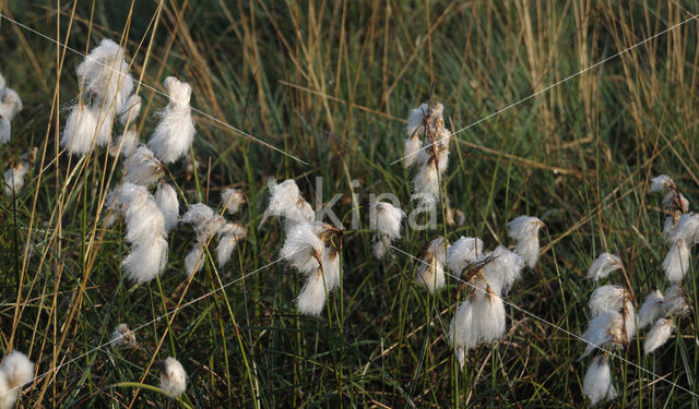 Common Cottongrass (Eriophorum angustifolium)
