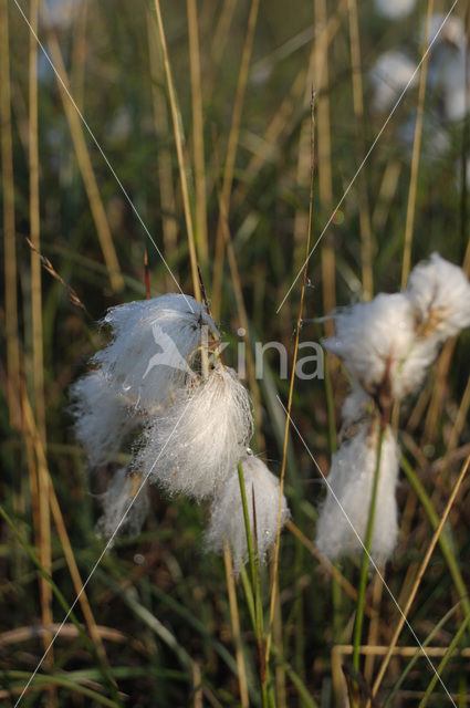 Veenpluis (Eriophorum angustifolium)