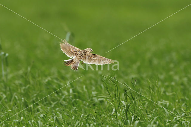 Sky Lark (Alauda arvensis)