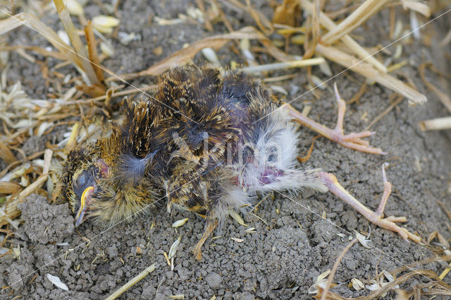 Veldleeuwerik (Alauda arvensis)