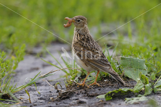 Sky Lark (Alauda arvensis)