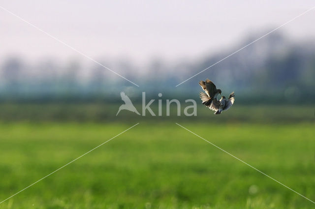 Sky Lark (Alauda arvensis)