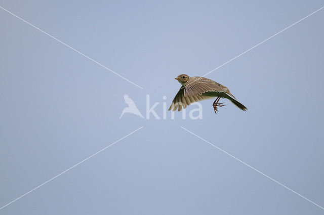 Veldleeuwerik (Alauda arvensis)