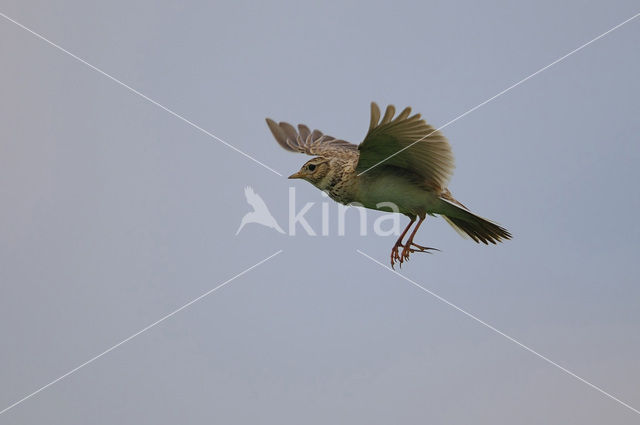 Sky Lark (Alauda arvensis)