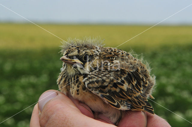 Sky Lark (Alauda arvensis)