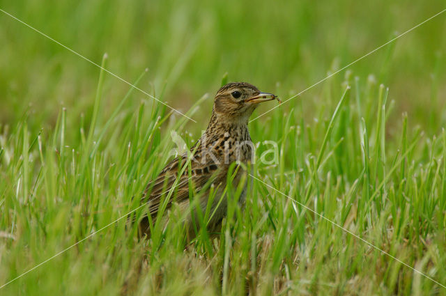 Sky Lark (Alauda arvensis)