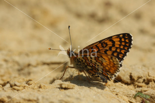 Veldparelmoervlinder (Melitaea cinxia)