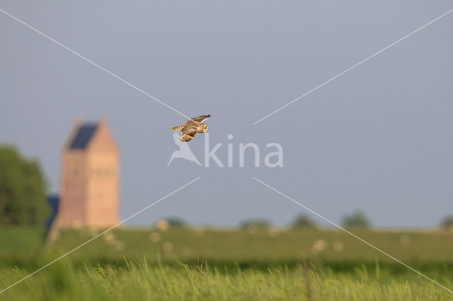 Short-eared Owl (Asio flammeus)