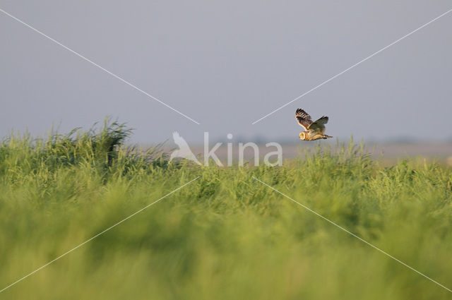 Short-eared Owl (Asio flammeus)