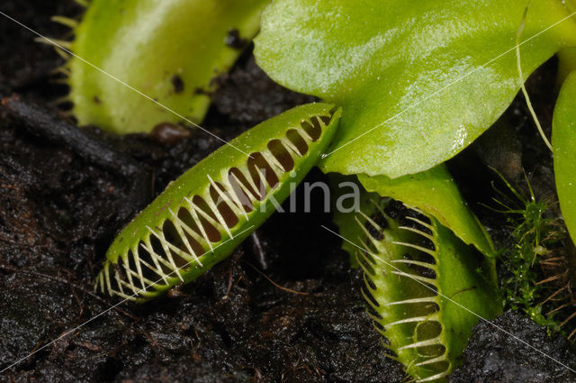 Venus fly trap (Dionaea muscipula)