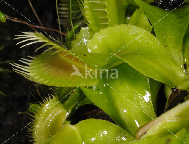 Venus fly trap (Dionaea muscipula)