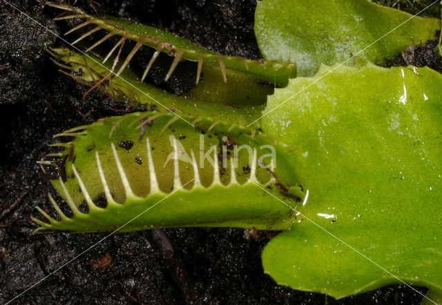 Venus fly trap (Dionaea muscipula)