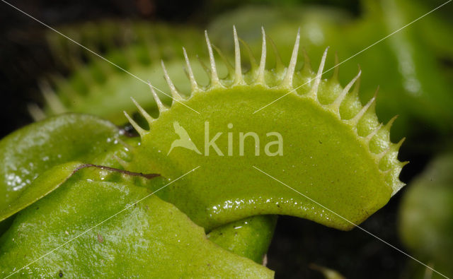 Venus fly trap (Dionaea muscipula)