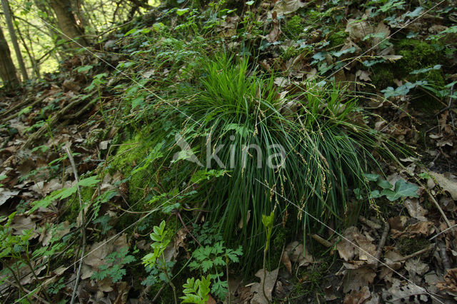 Vingerzegge (Carex digitata)