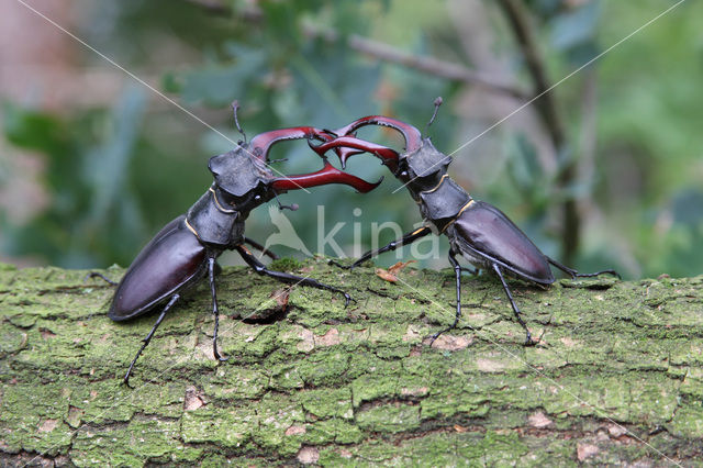 Vliegend hert (Lucanus cervus)