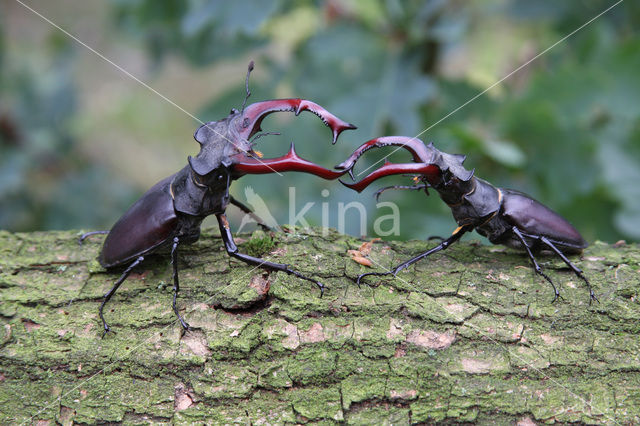 Stag Beetle (Lucanus cervus)