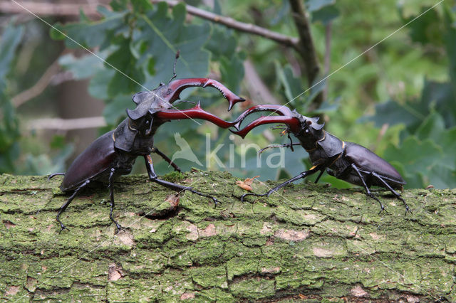 Stag Beetle (Lucanus cervus)